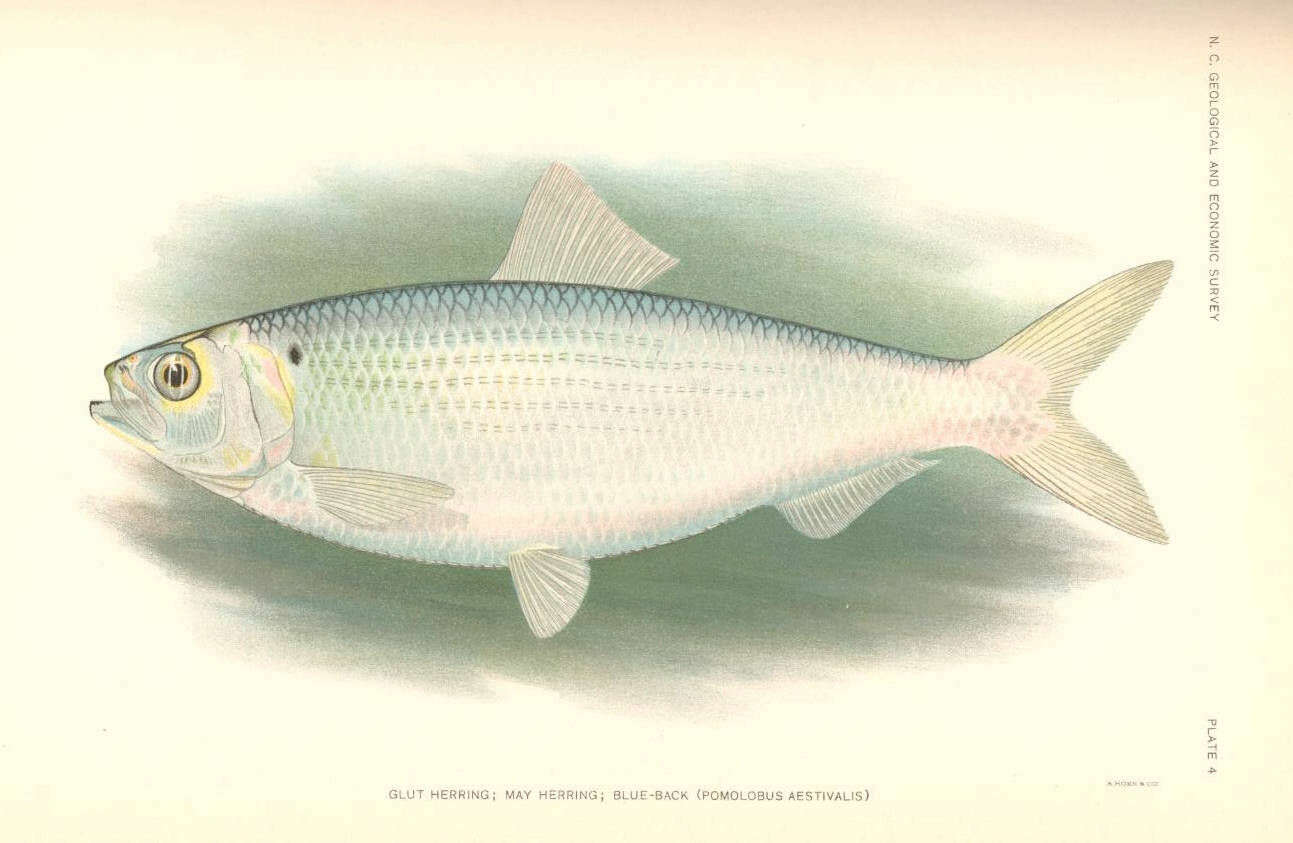 Image of Alosa