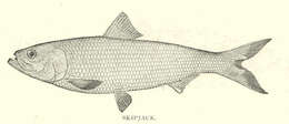 Image of Alosa