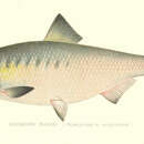 Image of Hickory Shad