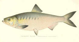 Image of Alosa