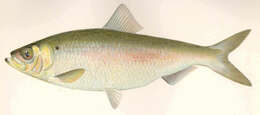 Image of Alosa