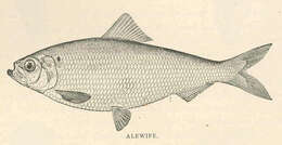 Image of Alosa