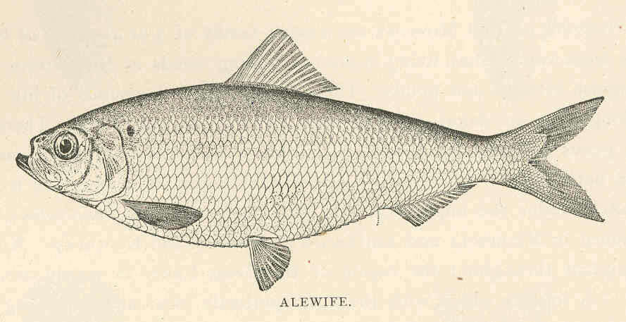 Image of Alosa