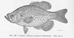 Image of Calico Bass