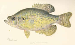 Image of Calico Bass