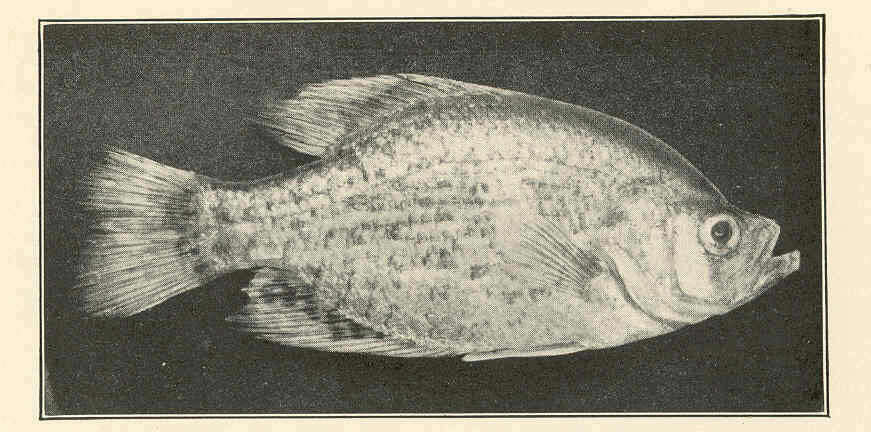 Image of Calico Bass