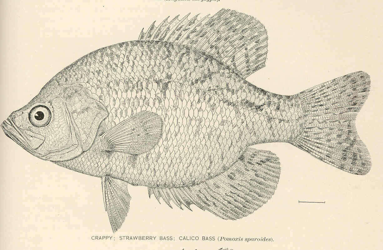 Image of Calico Bass