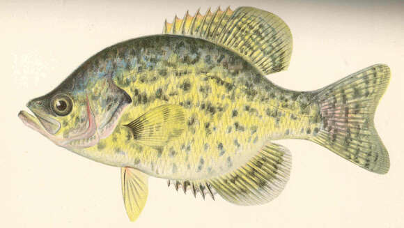 Image of Calico Bass