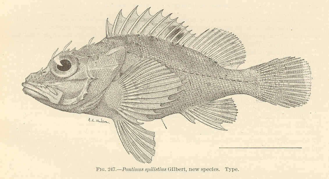 Sivun Pontinus macrocephalus (Sauvage 1882) kuva