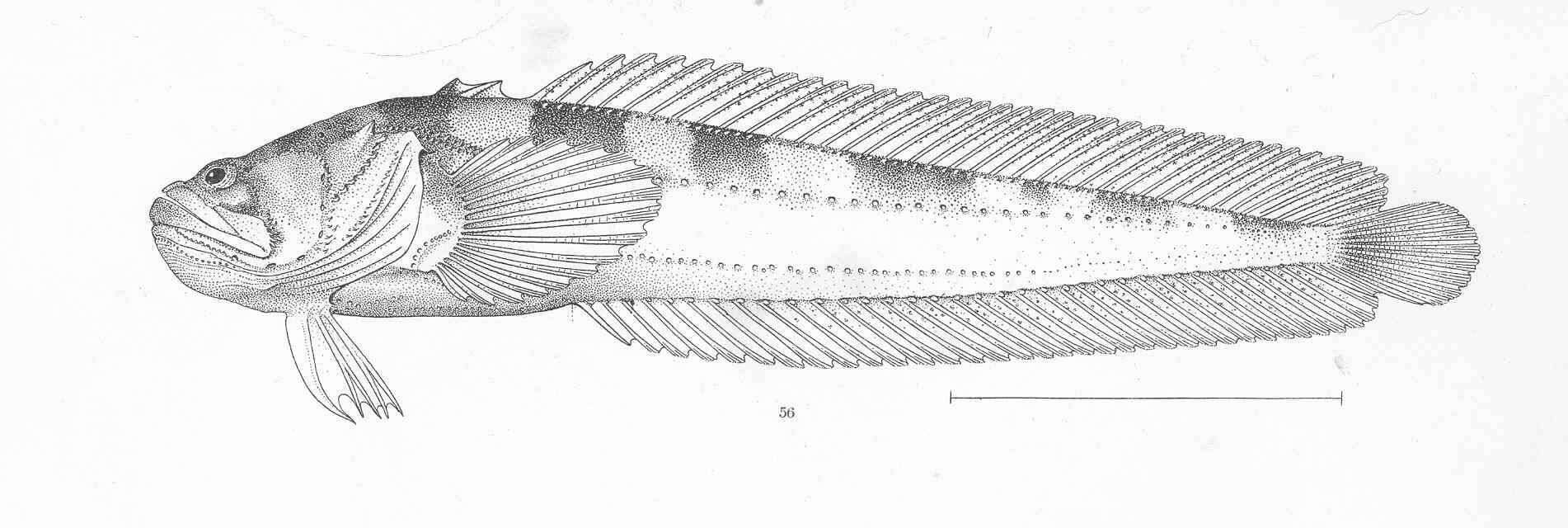 Image of midshipman fish