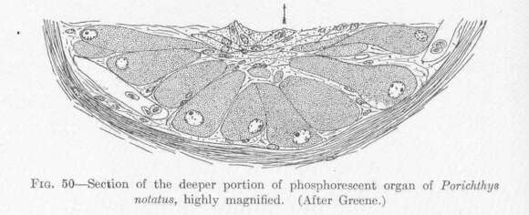 Image of midshipman fish