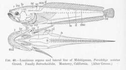 Image of midshipman fish