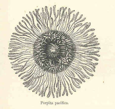 Image of Porpita Lamarck 1801