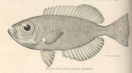 Image of Priacanthiformes