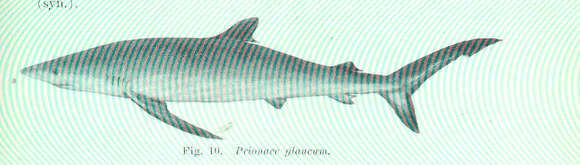 Image of Prionace