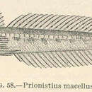 Image of Roughspine sculpin
