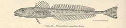 Image of Roughspine sculpin