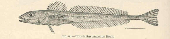 Imagem de Triglops macellus (Bean 1884)