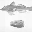 Sivun Prionotus ruscarius Gilbert & Starks 1904 kuva