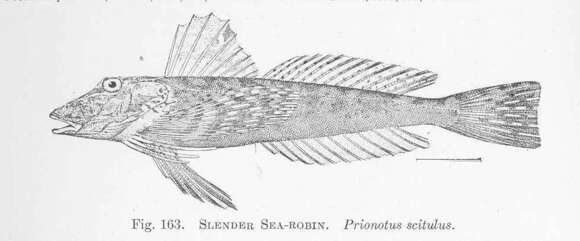 Imagem de Prionotus scitulus Jordan & Gilbert 1882