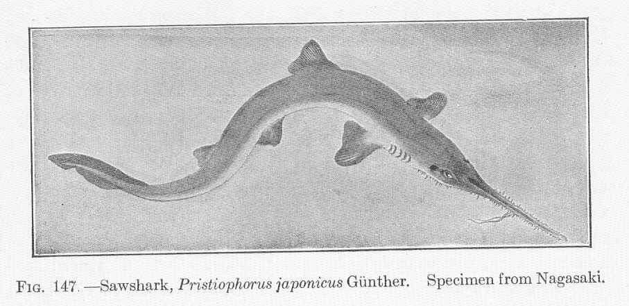 Image of Pristiophorus