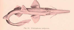 Image of Pristiophoriformes