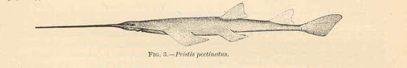 Image of Pristis