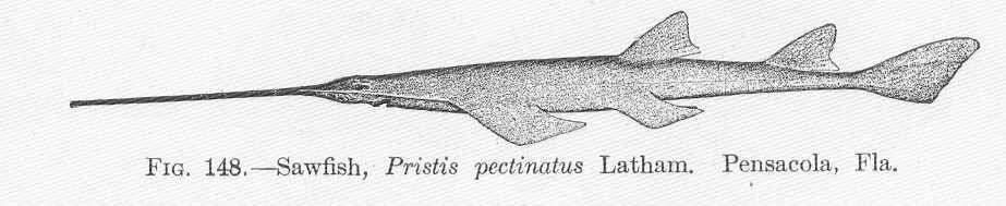 Image of Pristis