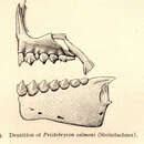 Слика од Pristobrycon calmoni (Steindachner 1908)