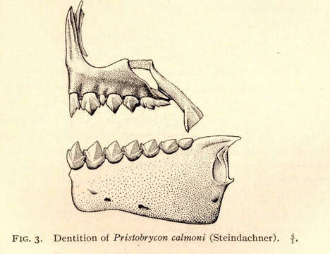 Image of Pristobrycon