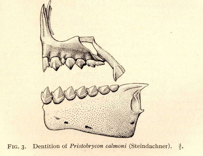 Image of Pristobrycon