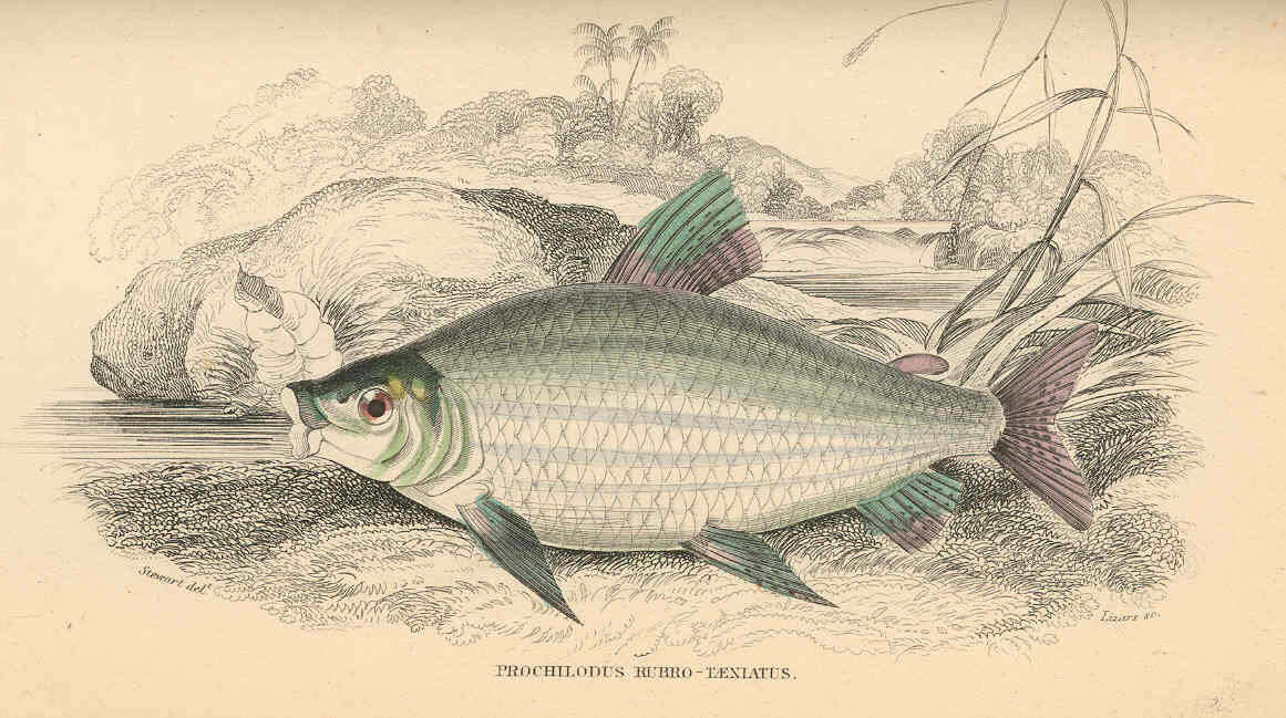 Image of Prochilodontidae