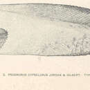 Image of Falcate snailfish