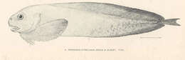 Image of snailfishes