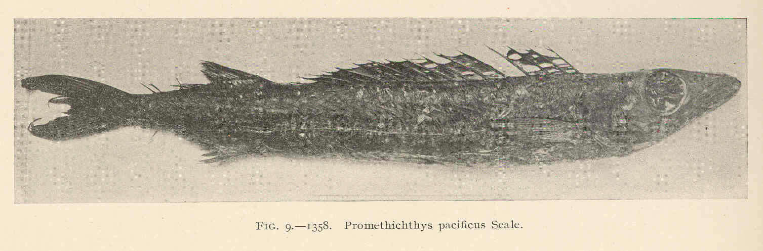 Image of Promethichthys