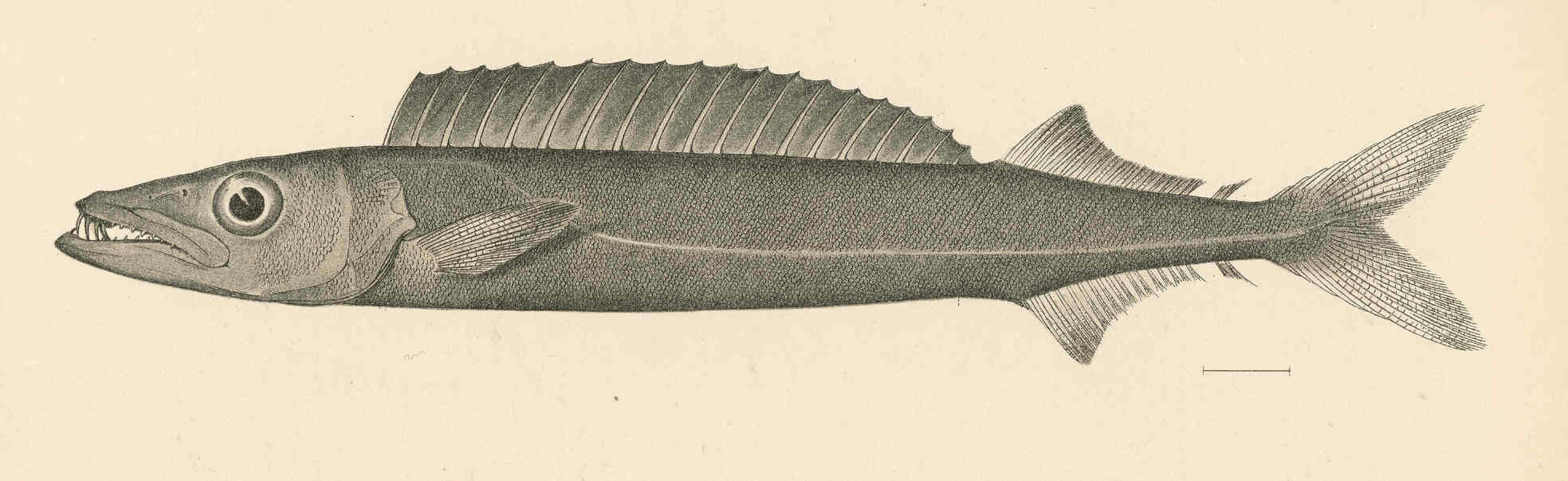 Image of Promethichthys