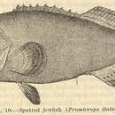 Image of Atlantic Goliath Grouper