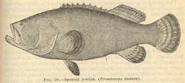 Image of Atlantic Goliath Grouper