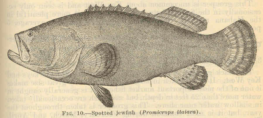 Слика од Epinephelus itajara (Lichtenstein 1822)