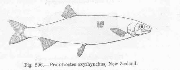 Image of New Zealand smelts