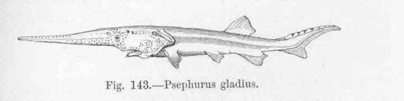 Psephurus resmi