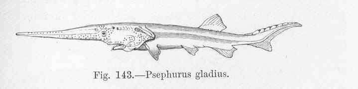 Polyodontidae resmi