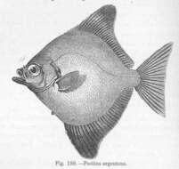 Image of fingerfishes