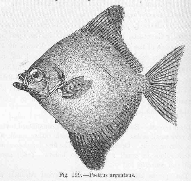 Image of fingerfishes