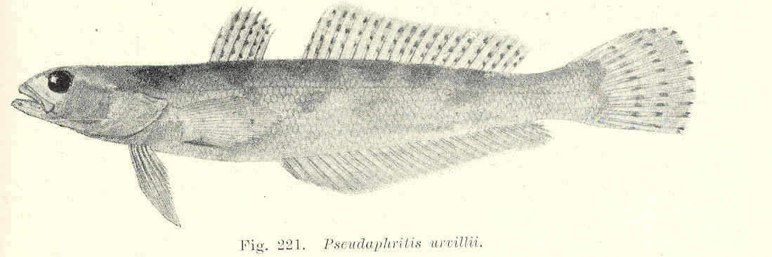 Image of catadromous icefishes