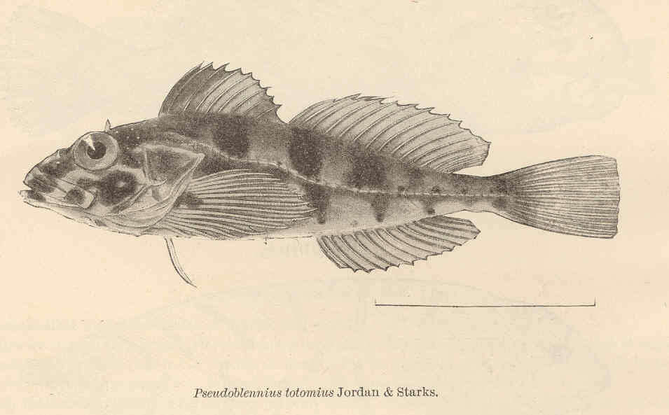 Image of Pseudoblennius