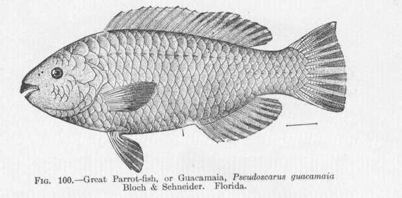 Scarus hoefleri (Steindachner 1881) resmi