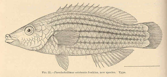 Image of Pseudocheilinus