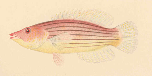 Image of Pseudocheilinus