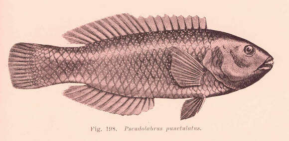 Слика од Pseudolabrus